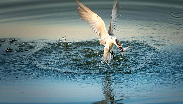 Las aves se alimentan de peces luego nutren su excreciones (Foto de Foto de Quang Nguyen Vinh - Pexels).