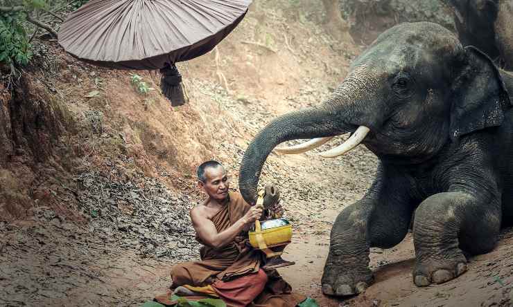 elefantes de Myanmar